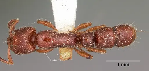 Myopias amblyops specimen CASENT0104584 image casent0104584_1