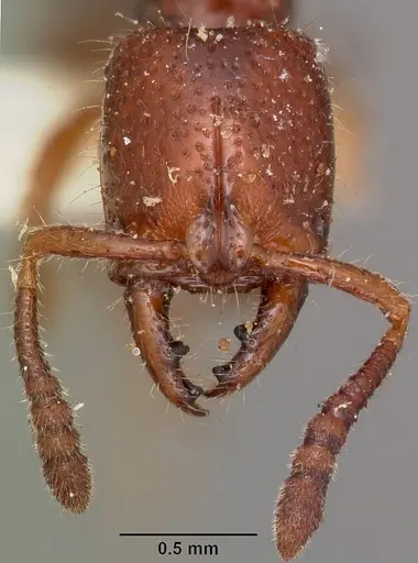 Myopias amblyops specimen CASENT0104584 image casent0104584_2