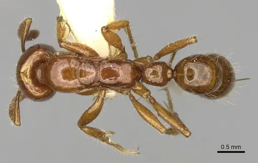 Myopias breviloba specimen CASENT0281906 image casent0281906_1