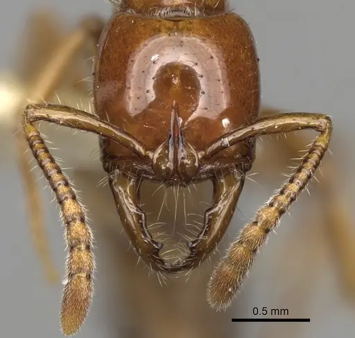 Myopias breviloba specimen CASENT0281906 image casent0281906_2