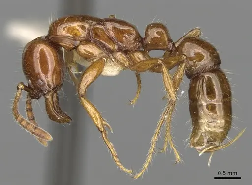 Myopias breviloba specimen CASENT0281906 image casent0281906_3