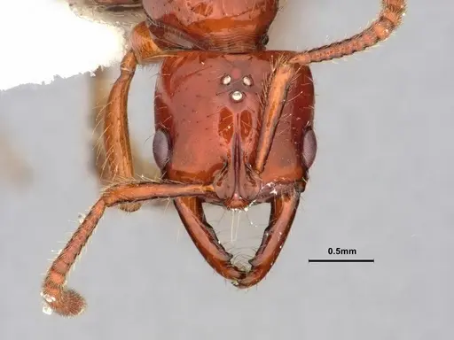 Myopias breviloba specimen CASENT0882107 image casent0882107_2