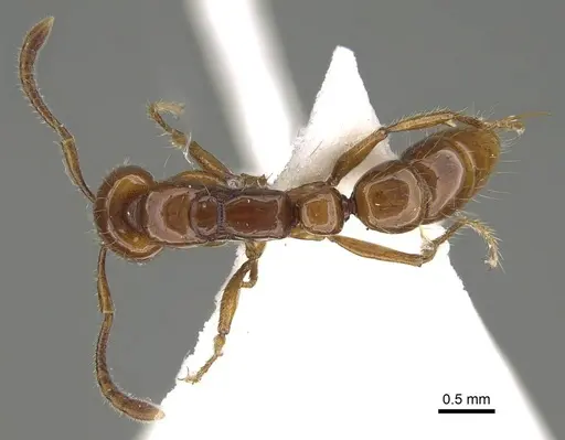 Myopias breviloba specimen CASENT0919896 image casent0919896_1