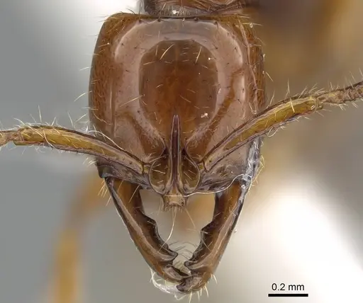 Myopias breviloba specimen CASENT0919896 image casent0919896_2