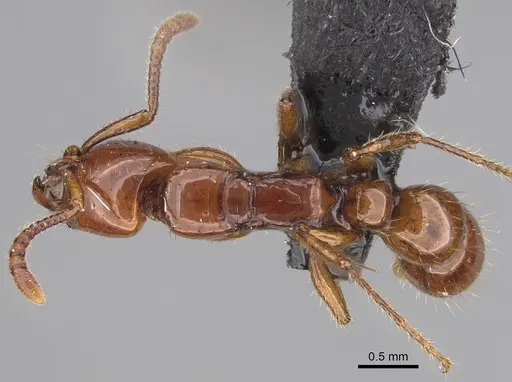 Myopias breviloba specimen CASENT0923423 image casent0923423_1