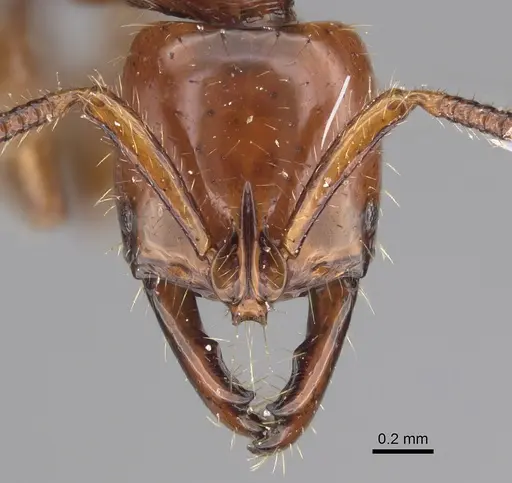 Myopias breviloba specimen CASENT0923423 image casent0923423_2