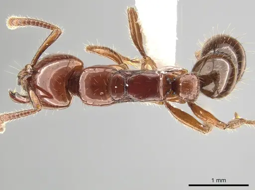 Myopias breviloba specimen ZRC image zrc_ent00007263_1