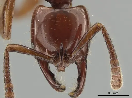 Myopias breviloba specimen ZRC image zrc_ent00007263_2