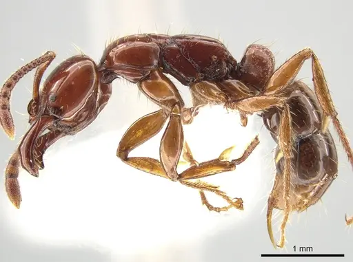 Myopias breviloba specimen ZRC image zrc_ent00007263_3