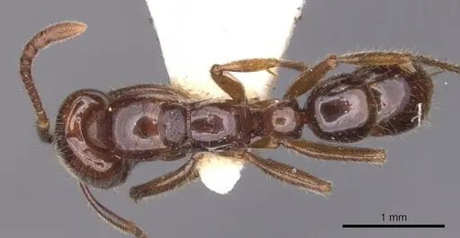 Myopias castaneicola specimen CASENT0902520 image casent0902520_1