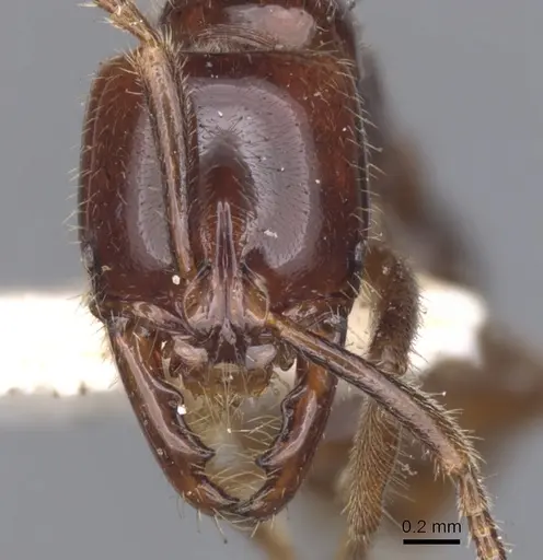 Myopias castaneicola specimen CASENT0902520 image casent0902520_2