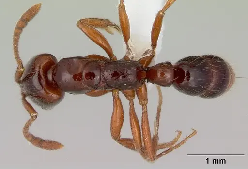 Myopias chapmani specimen CASENT0172093 image casent0172093_1