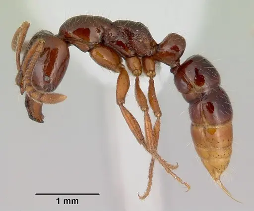 Myopias chapmani specimen CASENT0172093 image casent0172093_3