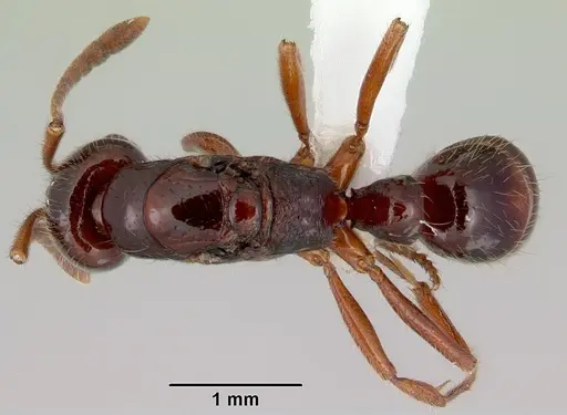 Myopias chapmani specimen CASENT0172094 image casent0172094_1