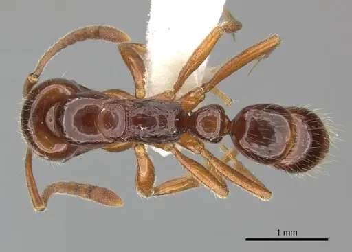 Myopias chapmani specimen CASENT0270588 image casent0270588_1
