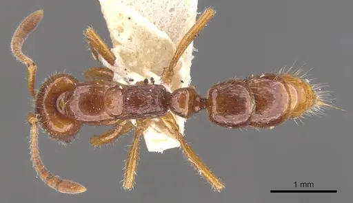 Myopias chapmani specimen CASENT0902533 image casent0902533_1