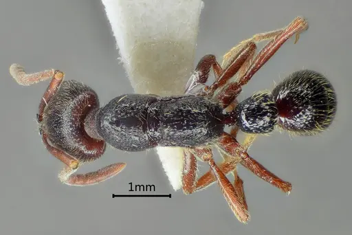 Myopias concava specimen ANTWEB1060510 image antweb1060510_1