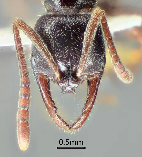 Myopias concava specimen ANTWEB1060510 image antweb1060510_2
