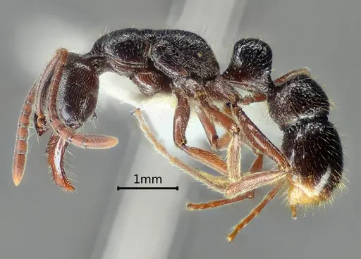 Myopias concava specimen ANTWEB1060510 image antweb1060510_3