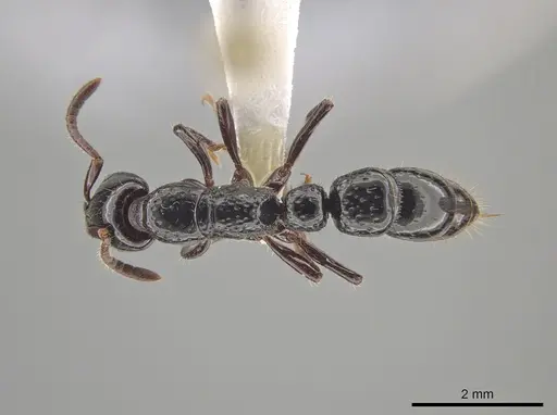 Myopias concava specimen CASENT0634948 image casent0634948_1