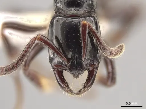 Myopias concava specimen CASENT0634948 image casent0634948_2