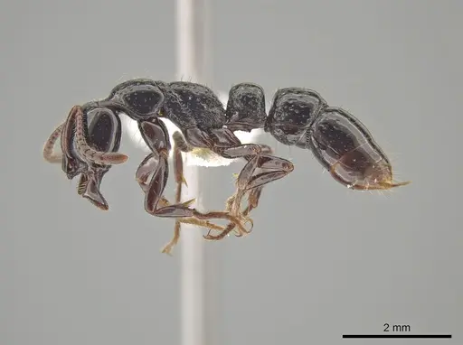 Myopias concava specimen CASENT0634948 image casent0634948_3