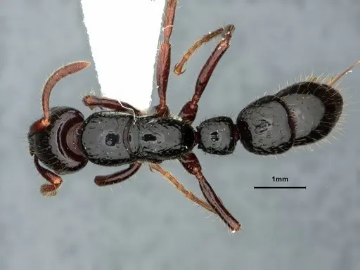 Myopias concava specimen CASENT0882100 image casent0882100_1