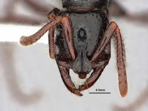 Myopias concava specimen CASENT0882100 image casent0882100_2