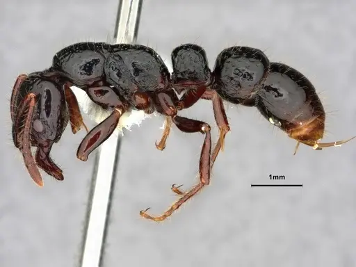 Myopias concava specimen CASENT0882100 image casent0882100_3