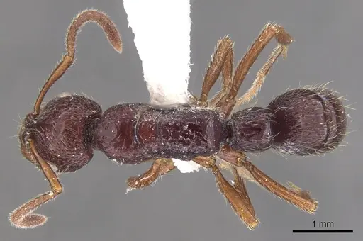 Myopias concava specimen CASENT0902532 image casent0902532_1