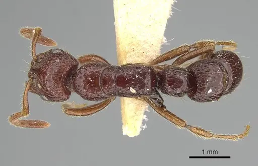 Myopias concava specimen CASENT0922429 image casent0922429_1