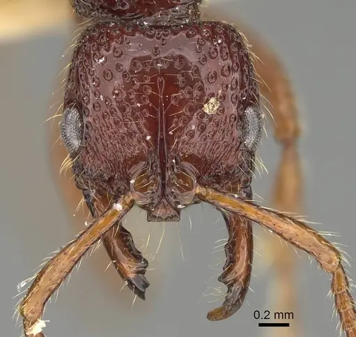 Myopias concava specimen CASENT0922429 image casent0922429_2