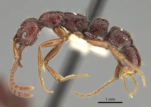Myopias concava specimen CASENT0922429 image casent0922429_3
