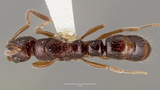 Myopias cribriceps specimen CASENT0003160 image casent0003160_1