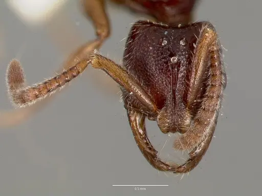 Myopias cribriceps specimen CASENT0003160 image casent0003160_2