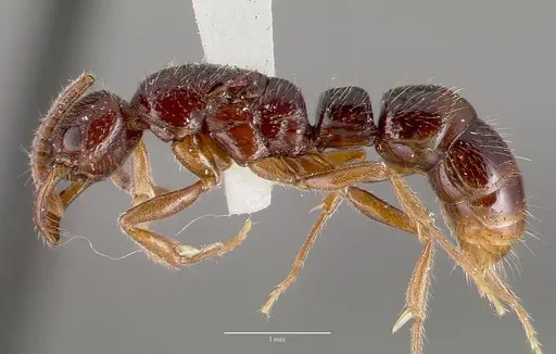 Myopias cribriceps specimen CASENT0003160 image casent0003160_3
