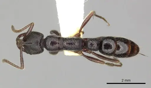 Myopias cribriceps specimen CASENT0270589 image casent0270589_1