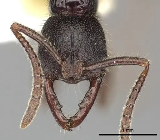 Myopias cribriceps specimen CASENT0270589 image casent0270589_2