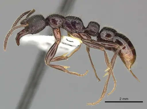 Myopias cribriceps specimen CASENT0270589 image casent0270589_3