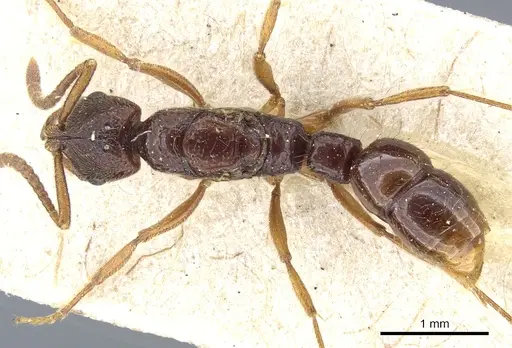 Myopias cribriceps specimen CASENT0903927 image casent0903927_1