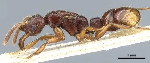 Myopias cribriceps specimen CASENT0903927 image casent0903927_2