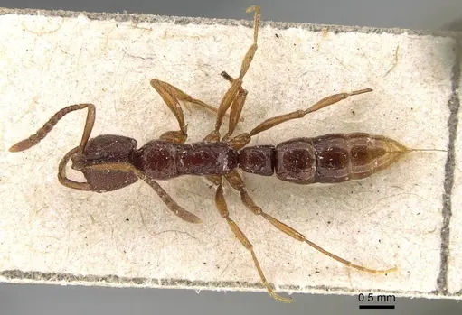 Myopias cribriceps specimen CASENT0922247 image casent0922247_1