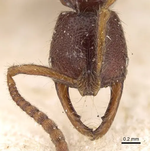 Myopias cribriceps specimen CASENT0922247 image casent0922247_2