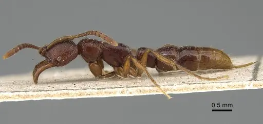 Myopias cribriceps specimen CASENT0922247 image casent0922247_3