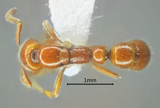 Myopias daia specimen ANTWEB1060511 image antweb1060511_1