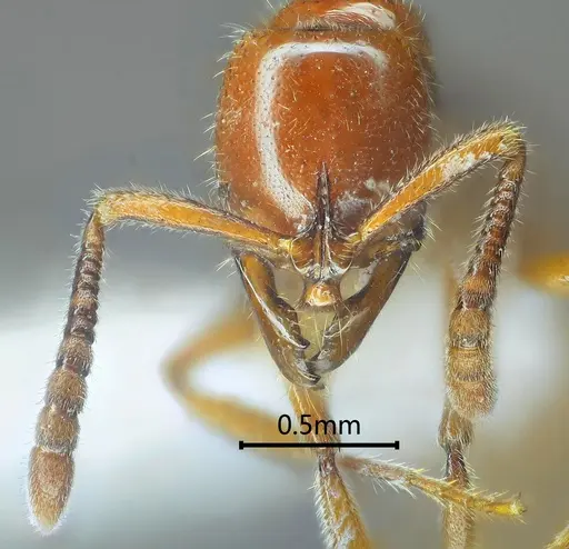 Myopias daia specimen ANTWEB1060511 image antweb1060511_2