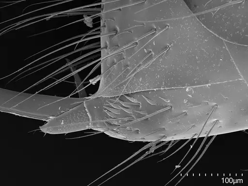 Myopias darioi specimen CASENT0810080 image casent0810080_1
