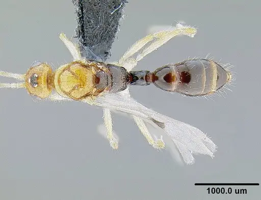 Myopias darioi specimen CASENT0844544 image casent0844544_1