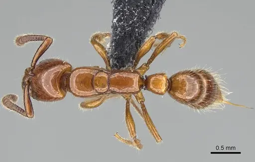 Myopias darioi specimen CASENT0915974 image casent0915974_1
