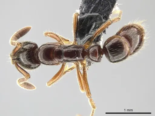 Myopias delta specimen CASENT0650360 image casent0650360_1